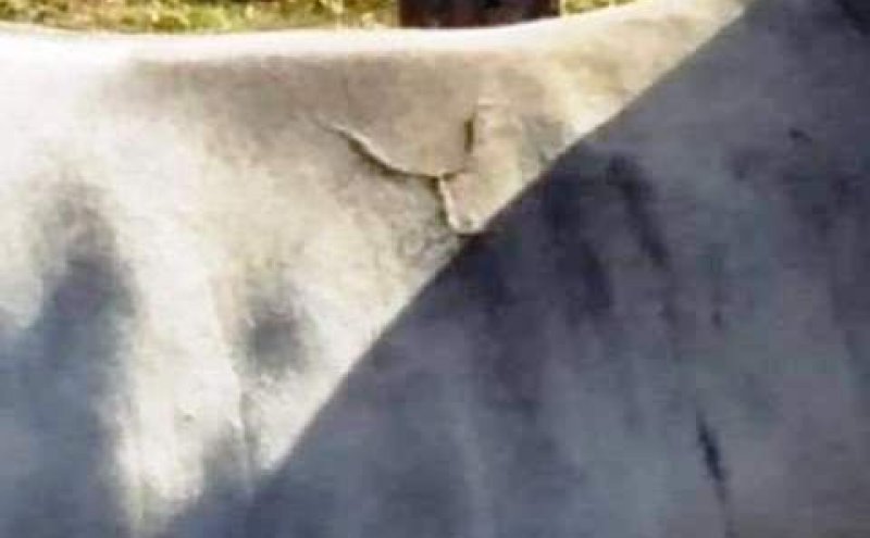 36 novilhas são furtadas em fazenda de Cacaulândia; recompensa é de 15 mil por pistas do gado